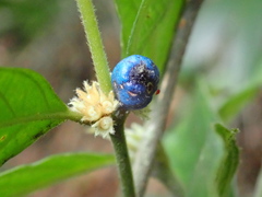 Lasianthus formosensis