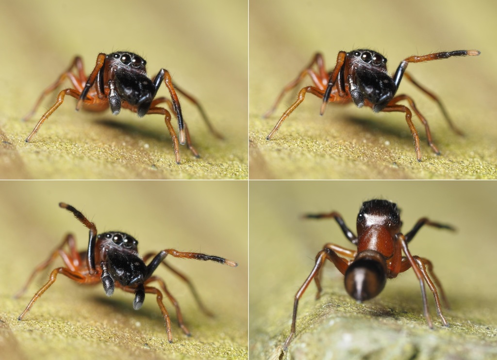 Myrmarachnina
