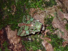 Oxoia