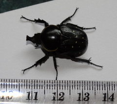 Hypselogenia geotrupina geotrupina