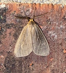Pagara simplex