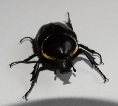 Hypselogenia geotrupina geotrupina