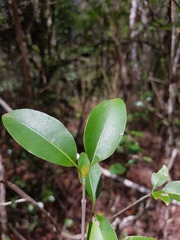 Coptosperma