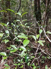 Coptosperma