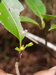 Coptosperma