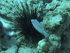 Echinothrix
