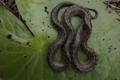 Erythrolamprus cobella