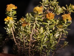 Helichrysum trilineatum