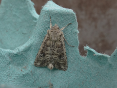 Ichneutica morosa