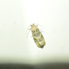 Lobesia transtrifera