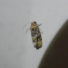 Lobesia transtrifera