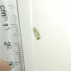 Lobesia transtrifera