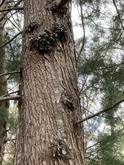 Callitris rhomboidea