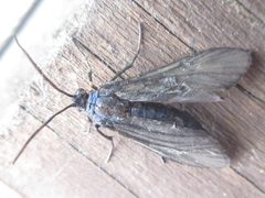 Balataea funeralis