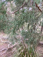 Callitris rhomboidea