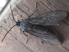 Balataea funeralis