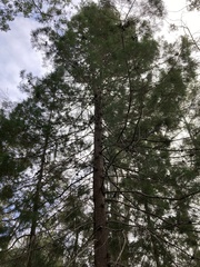 Callitris rhomboidea