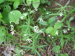 Gagea triflora