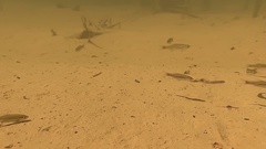 Rasbora borapetensis