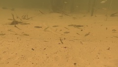 Rasbora borapetensis