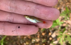 Rasbora borapetensis