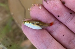 Rasbora borapetensis