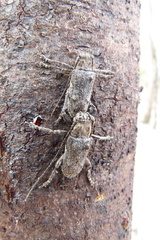 Symphyletes nodosus