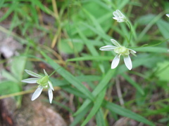 Gagea triflora
