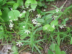 Gagea triflora