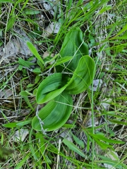 Platanthera bifolia