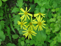 Tephroseris kirilowii