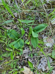 Platanthera bifolia