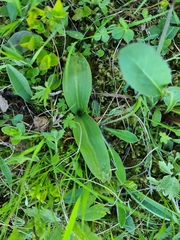 Platanthera bifolia