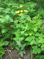 Tephroseris kirilowii