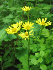 Tephroseris kirilowii