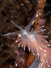Coryphella