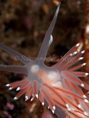 Coryphella