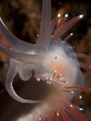Coryphella