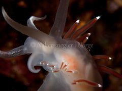 Coryphella