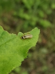 Metacantharis clypeata