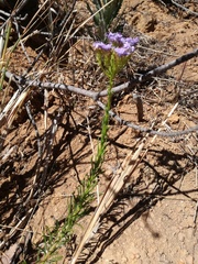 Pseudoselago subglabra
