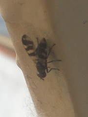 Ceroxys urticae