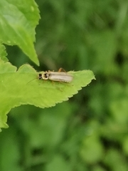 Metacantharis clypeata