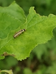 Metacantharis clypeata