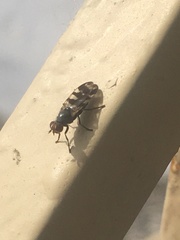 Ceroxys urticae