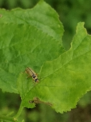 Metacantharis clypeata