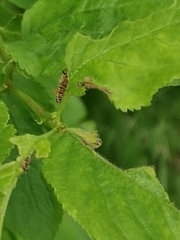 Metacantharis clypeata