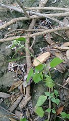 Parietaria debilis
