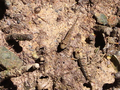 Periophthalmus variabilis