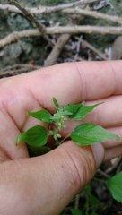 Parietaria debilis